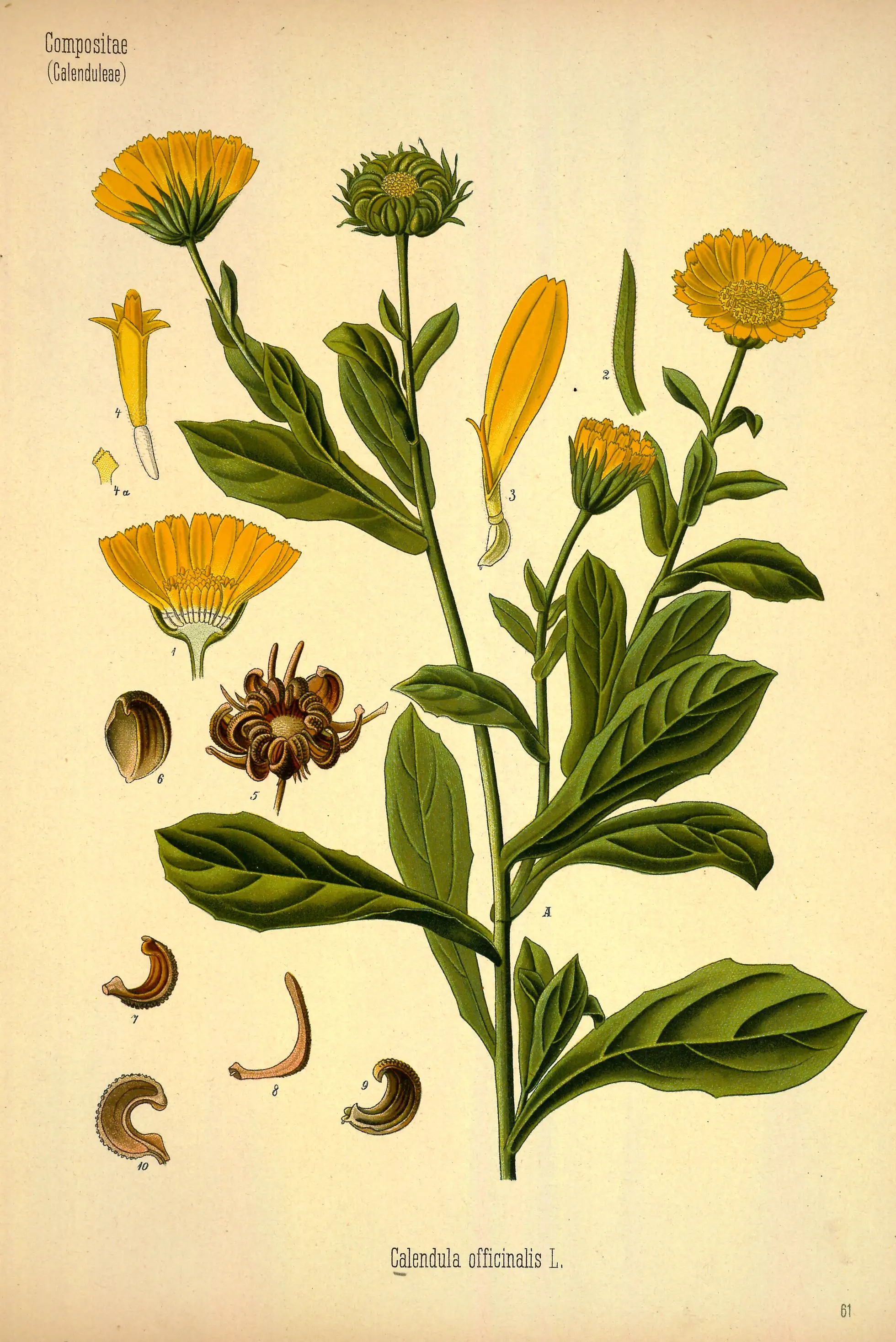 Calendula-officinalis-L-Ringelblume