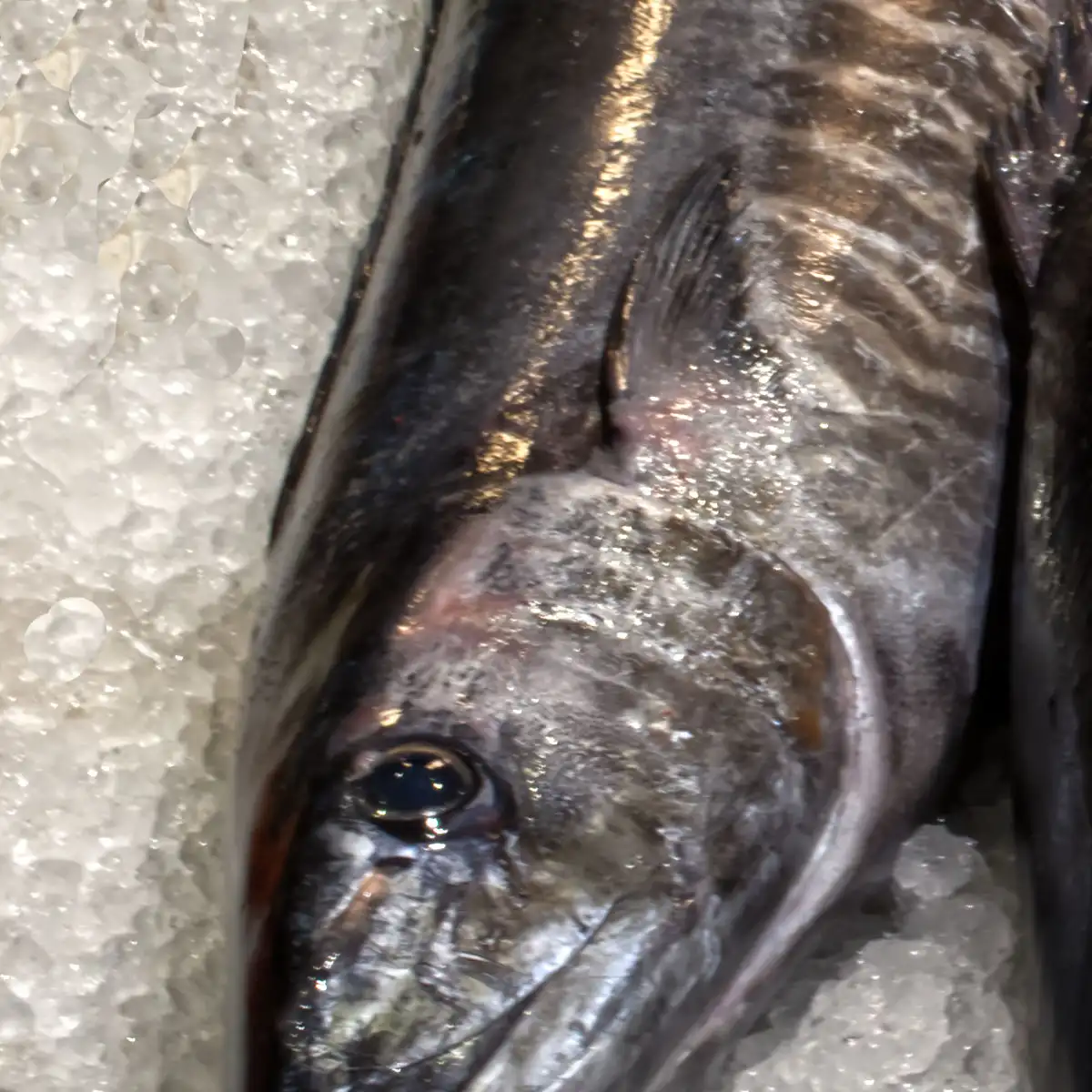 Thunfisch” style=