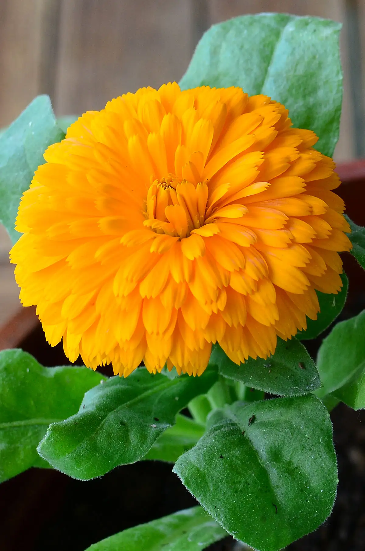 Calendula officinalis