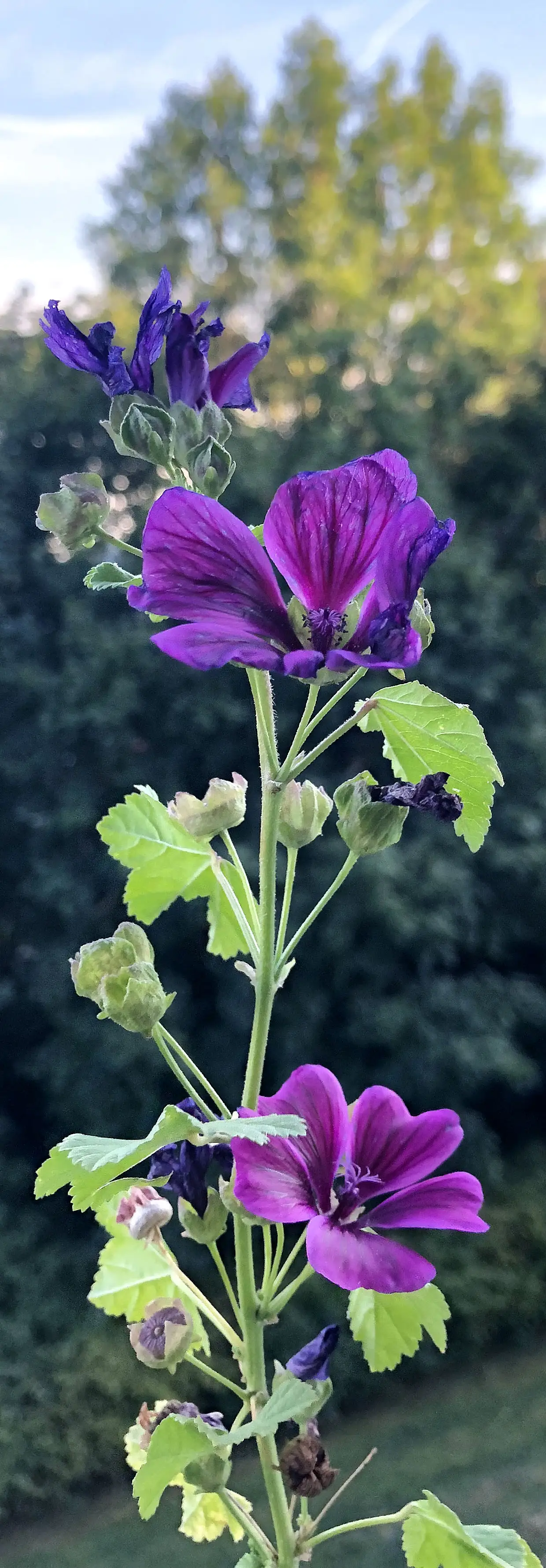 Malva sylvestris