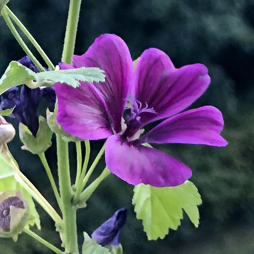 Malva sylvestris - Wilde Malve