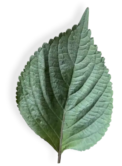 Shiso Blatt