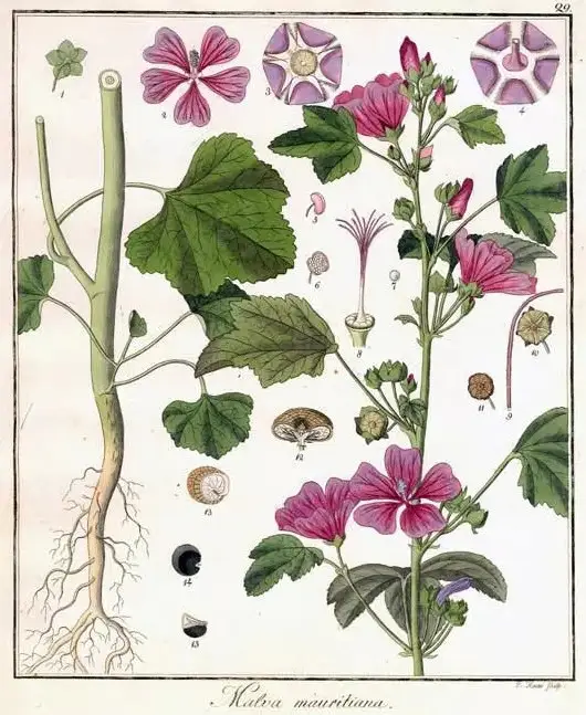 Malva mauritiana